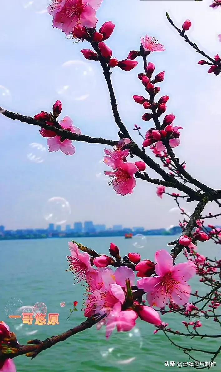 过年就跳桃花朵朵开，喜庆与美好的交织