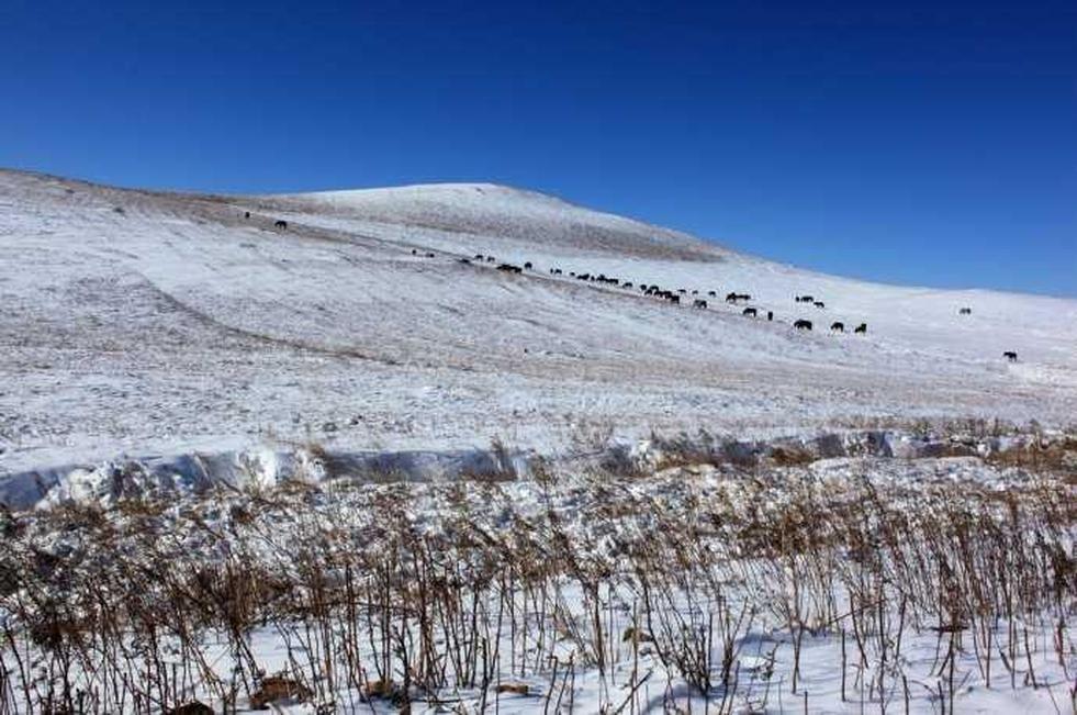 内蒙古牛羊身披雪霜，寒冬中的草原新景