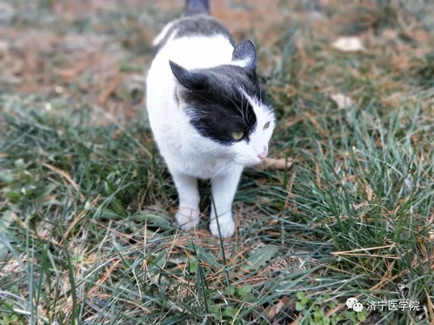 冬将军的阴霾已散去，猫猫草场的奇幻新篇章即将揭开！