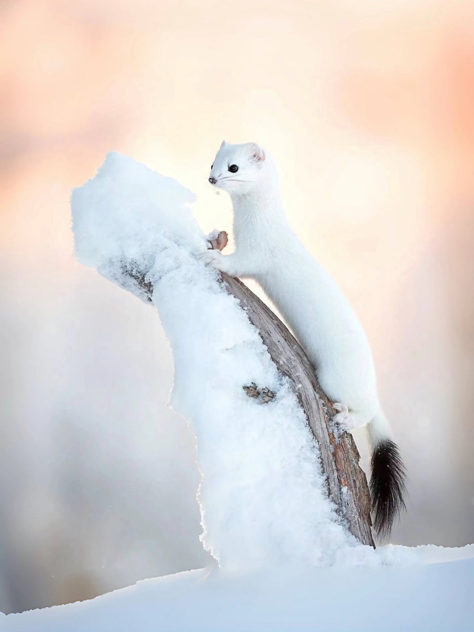 雪地奇遇，与白鼬的萌趣邅遇🐾