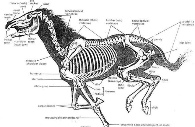 为什么马的腿断了必须死，深度解析马匹骨折的困境