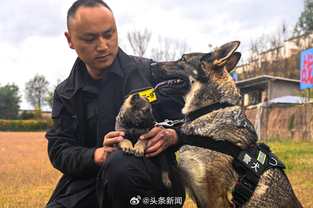 四只警犬挨个被点名通报批评，反思与启示