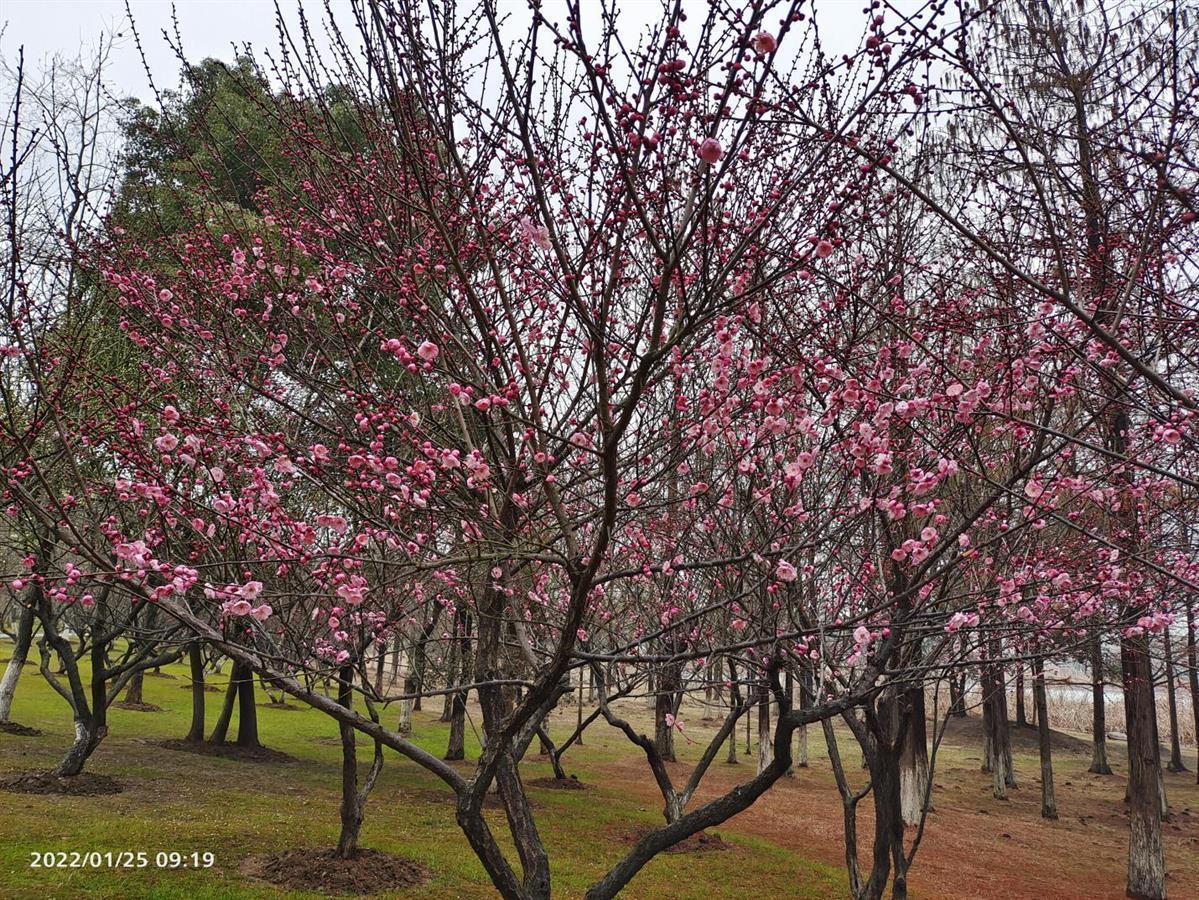 闭眼除夕迎新春，睁眼初七盼新篇——春节习俗与现代生活交融纪实