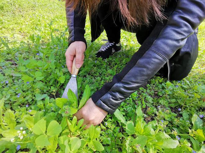 上海年轻人流行挖野菜